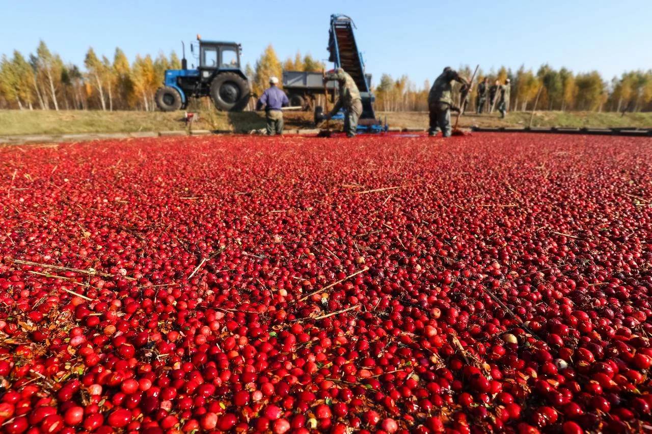 En los últimos años, Colombia ha incorporado diferentes formatos de productos con cranberry (arándano rojo) de Estados Unidos, como jugos, fruta deshidratada y presentaciones endulzadas. Estos productos hacen parte de la oferta disponible en distintas categorías de alimentos y bebidas en el mercado colombiano.