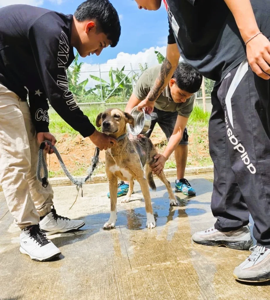 Según la secretaria de Salud de Popayán, Claudia Milena Males se recibieron a 29 estudiantes del programa de Ingeniería Multimedia de la Institución Universitaria Colegio Mayor del Cauca en el Centro de Bienestar Animal.