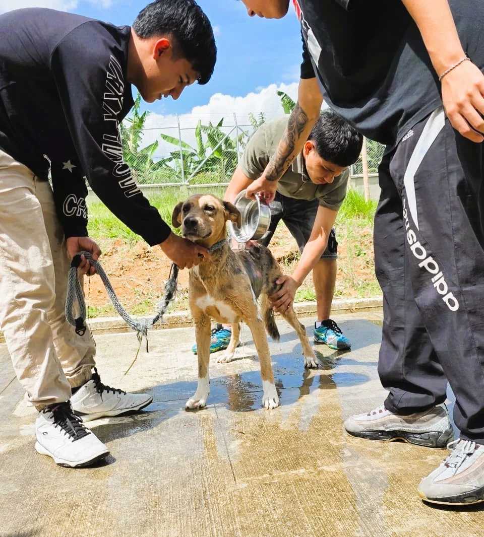 Según la secretaria de Salud de Popayán, Claudia Milena Males se recibieron a 29 estudiantes del programa de Ingeniería Multimedia de la Institución Universitaria Colegio Mayor del Cauca en el Centro de Bienestar Animal.