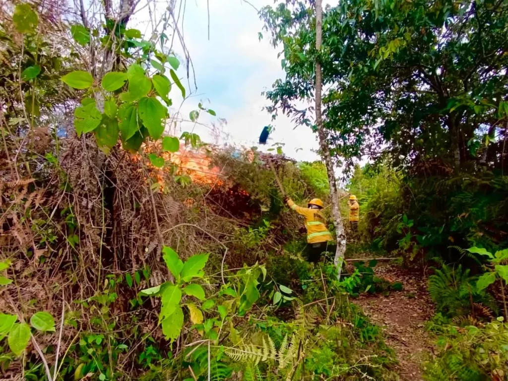 Un equipo de más de 21 unidades bomberiles asistió este miércoles en zona rural de la vereda Claridad, al nororiente de la ciudad, adelantando labores de control y extinción de un incendio de cobertura vegetal.
