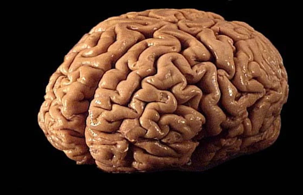 Pasamos aproximadamente un tercio de nuestra vida con los ojos cerrados, sumergidos en un estado de aparente vulnerabilidad. Durante décadas, la ciencia consideró el sueño como un simple interruptor biológico: un estado pasivo donde el cuerpo descansaba y la mente se apagaba. Hoy sabemos que esa perspectiva era un error monumental.