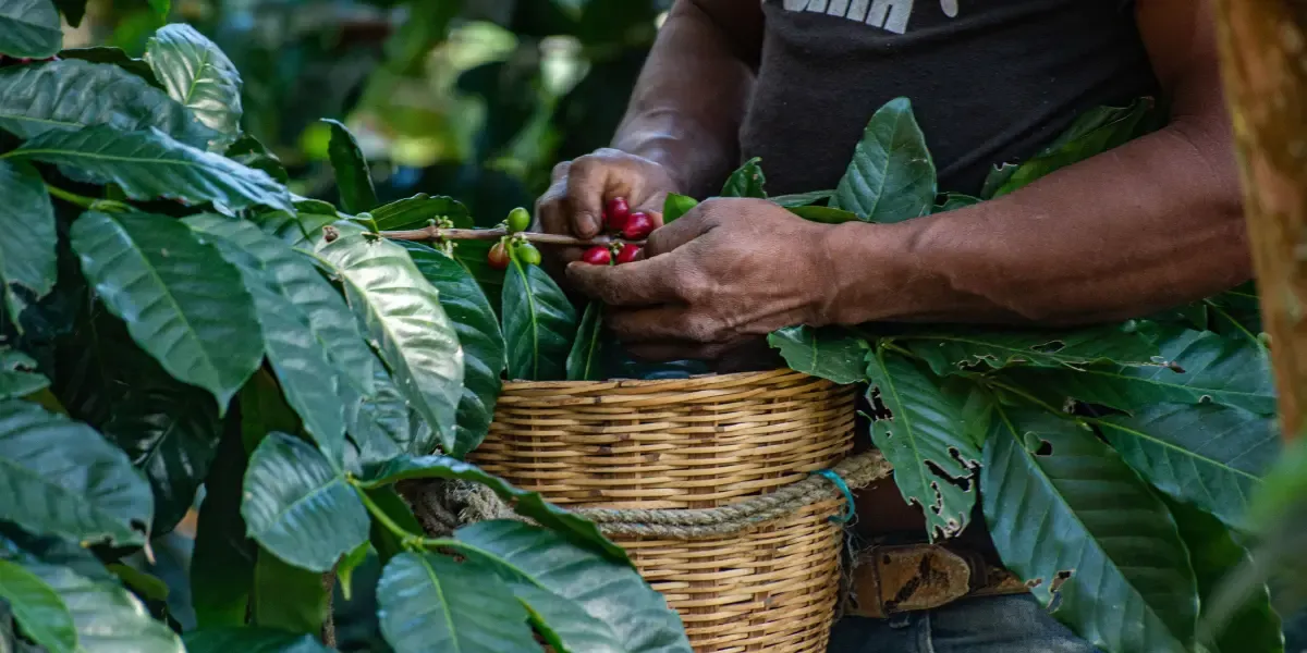 PARA: Comité Directivo y Tomadores de Decisiones del Fondo de Estabilización de Precios del Café (FEPC) / Fondo Nacional del Café (FoNC)