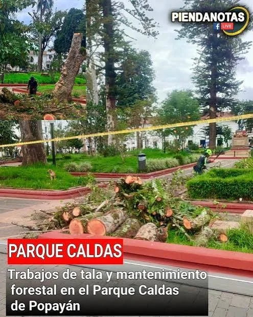 Se iniciaron las labores de tala de árboles en el Parque Francisco José de Caldas de Popayán, una intervención que se adelanta después de las alertas por el riesgo que representarían algunos ejemplares.